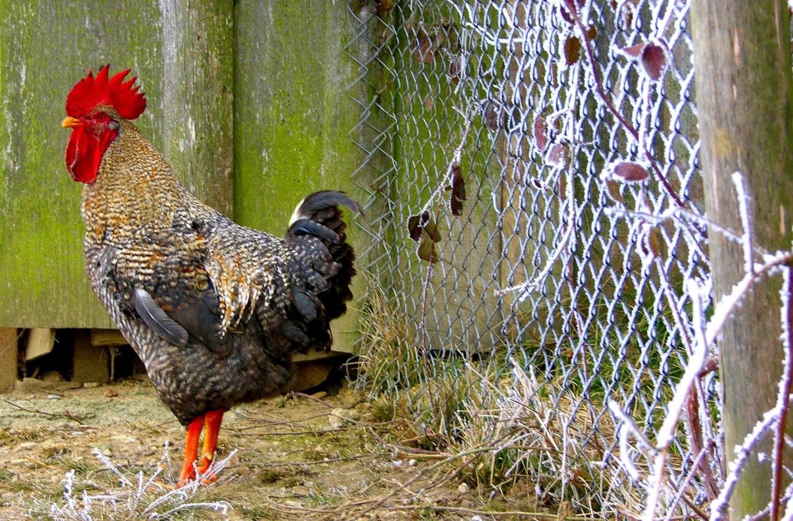 a chicken walks beside a chain link fence