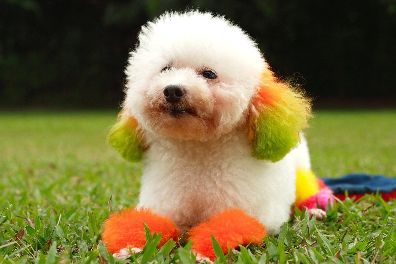 small white fluffy dog sitting in the grass