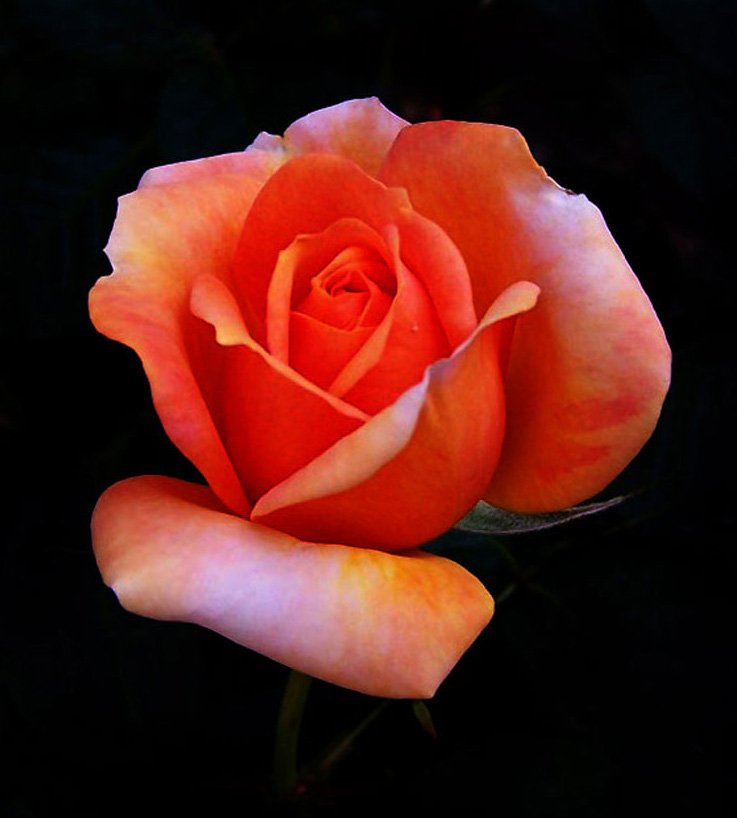 a beautiful peach colored rose on black