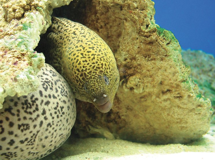 an animal hiding out near some coral and water