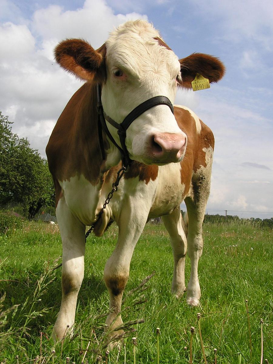 a brown and white cow on a leash in a green field