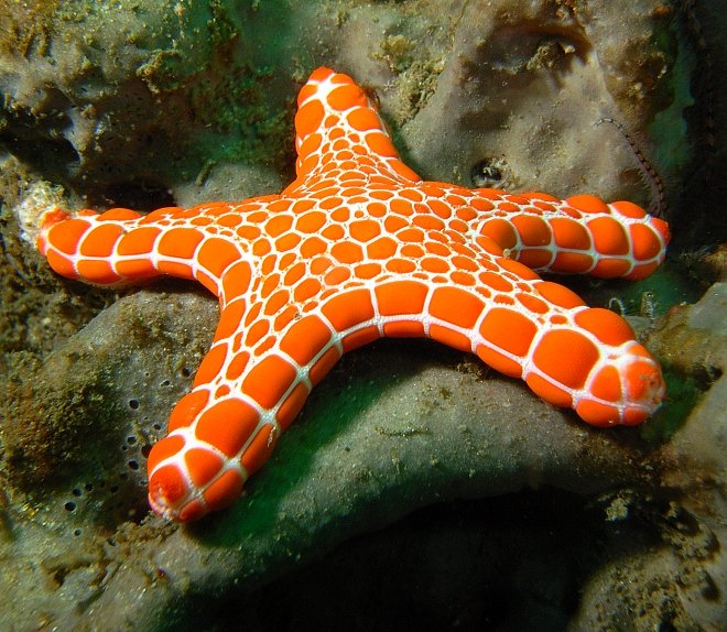 a very colorful and exotic looking starfish on the sea floor