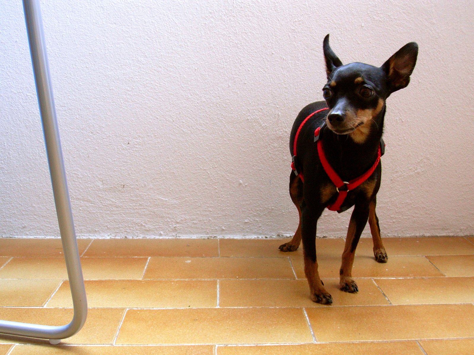 small dog standing on tile floor next to a wall