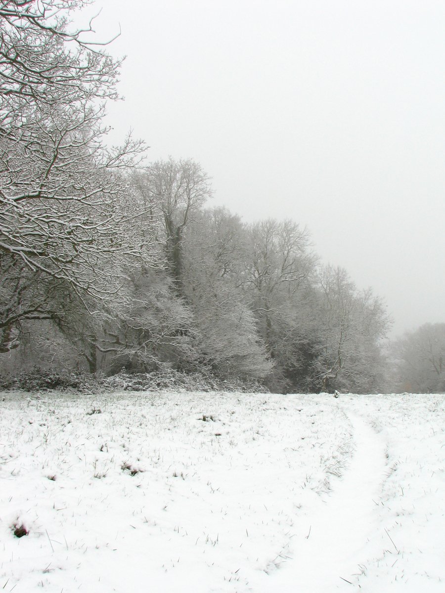 a path that runs through the snow near trees