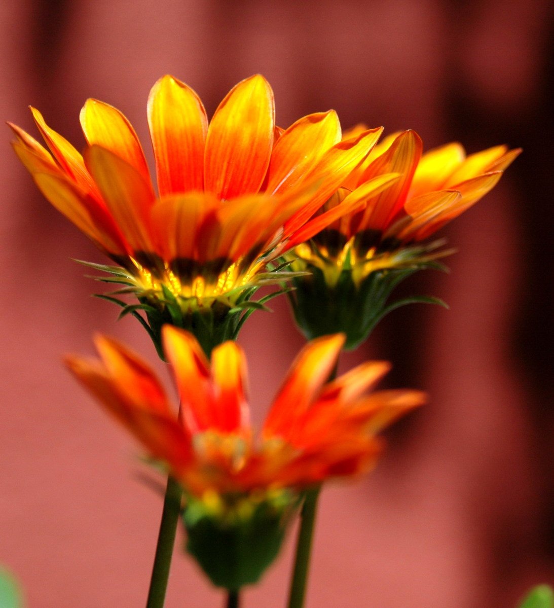 some orange and yellow flowers next to a brick wall