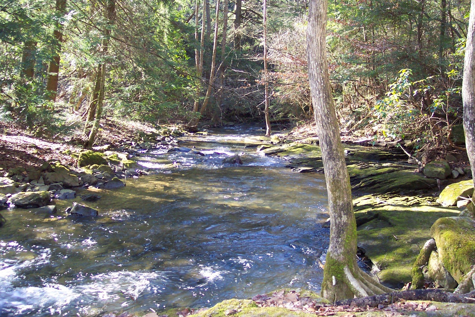 the creek runs through the forest in a clearing