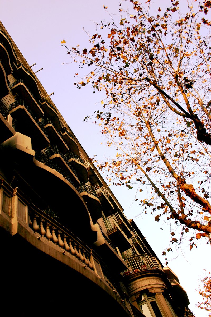 the building on the left has red leaves on the tree