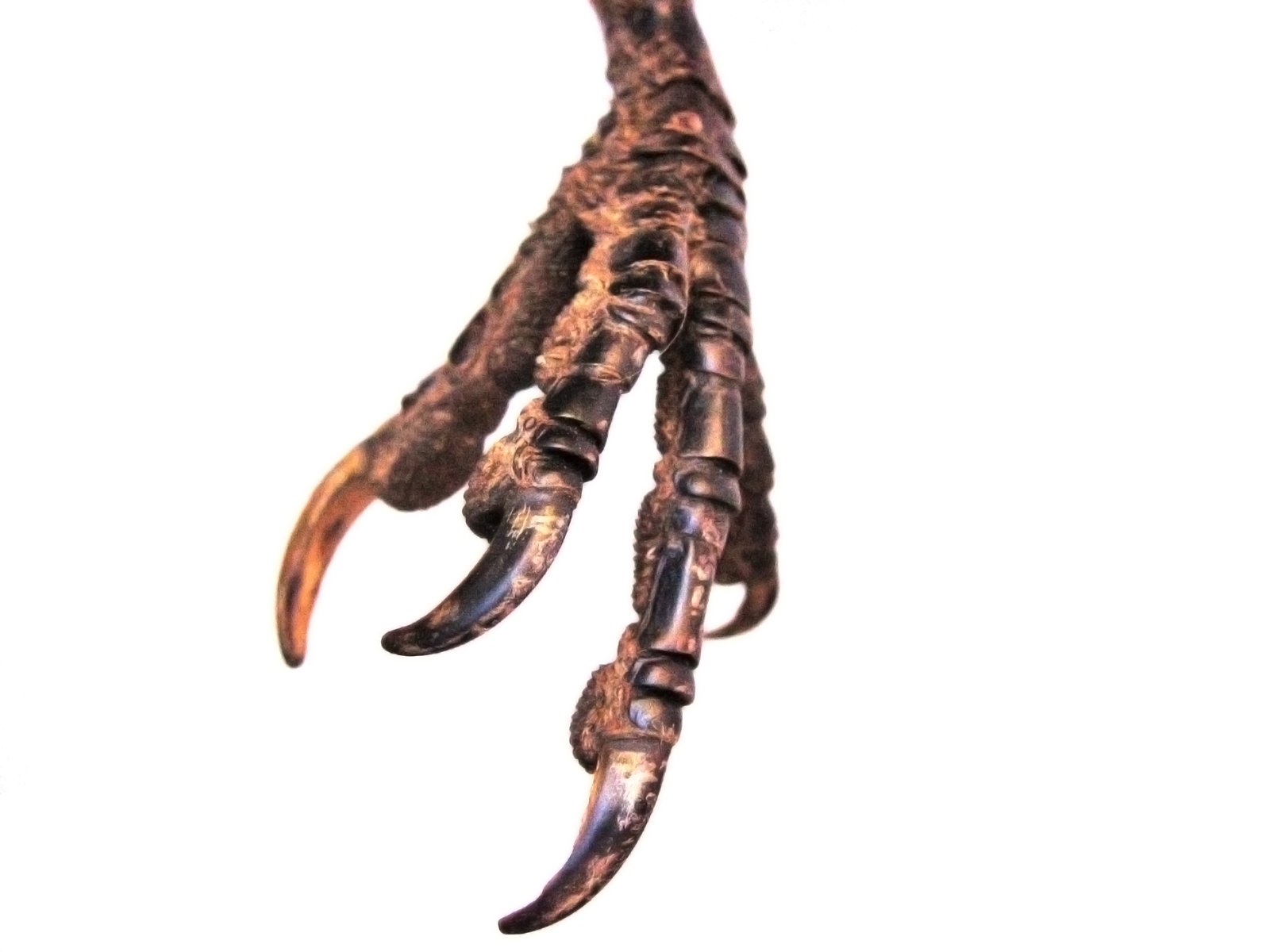 a large claw with claws on it hanging from the side