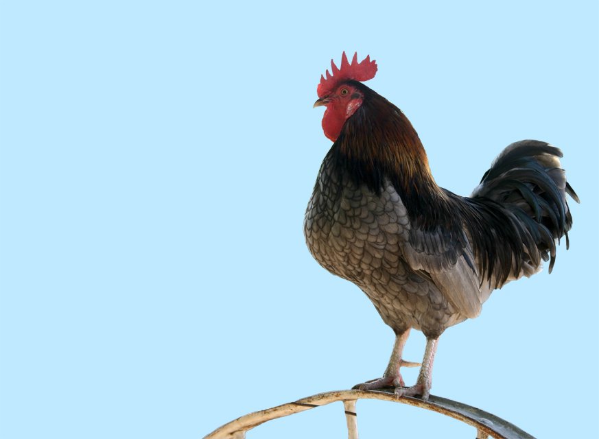 a rooster is standing on a wooden pole