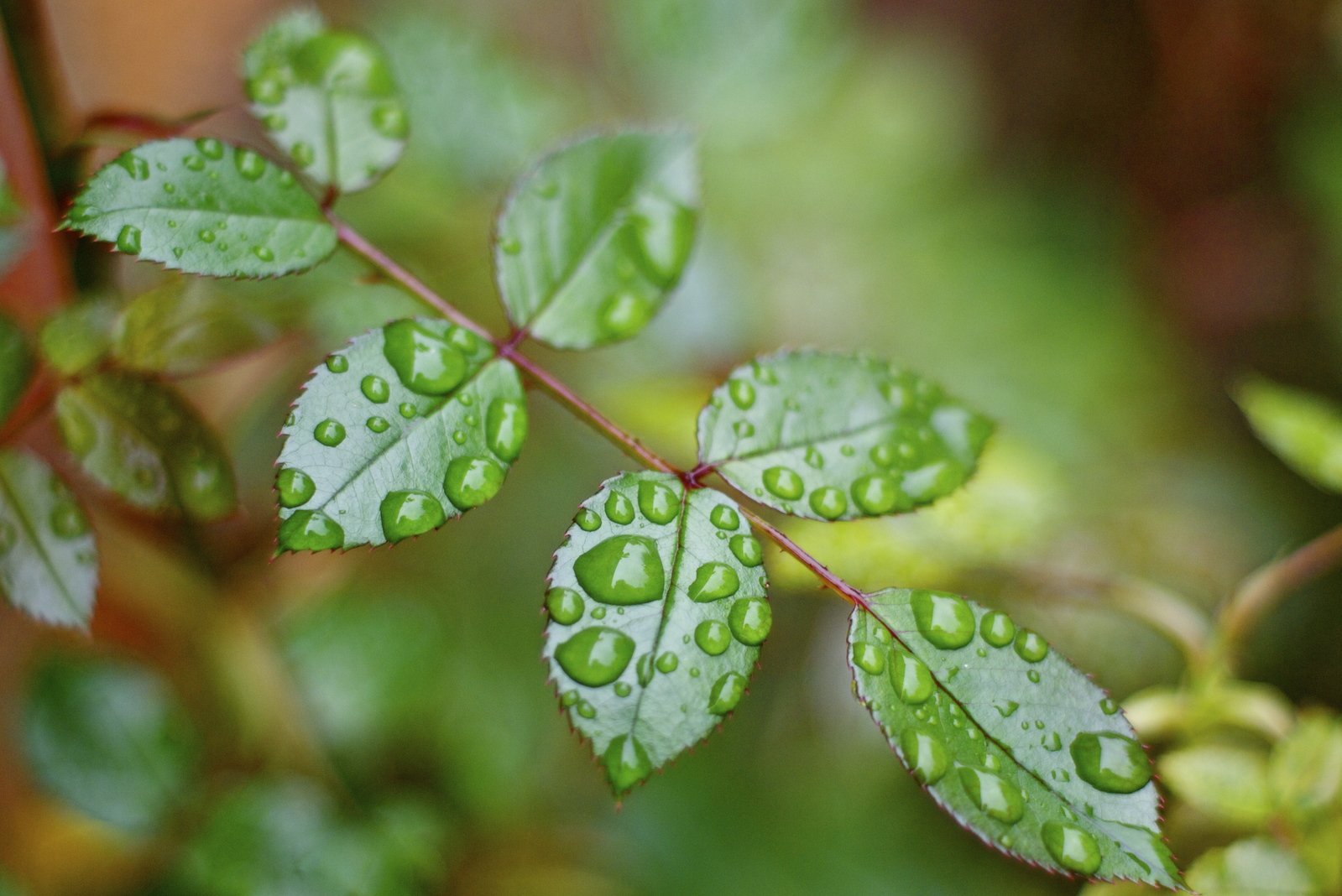 a leaf with some drops of water on it