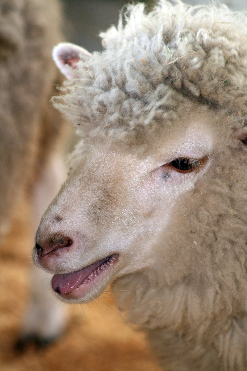 a picture of two sheep one has a white fur