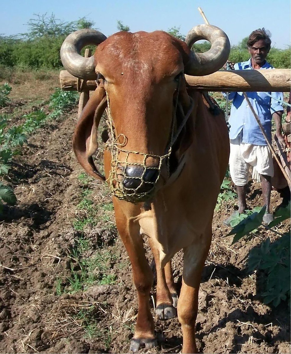 a cow with large horns walking in the dirt