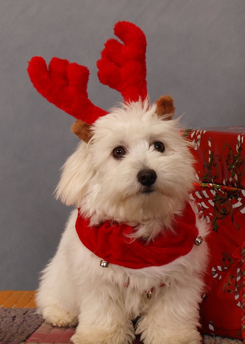 a white dog wearing a red scarf and reindeer ears