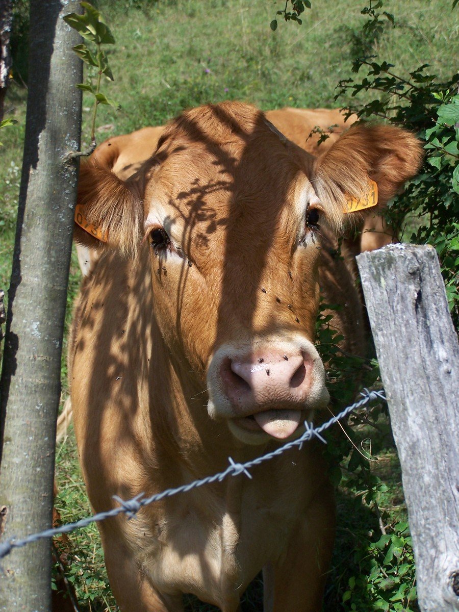 a large cow is standing behind a wire fence