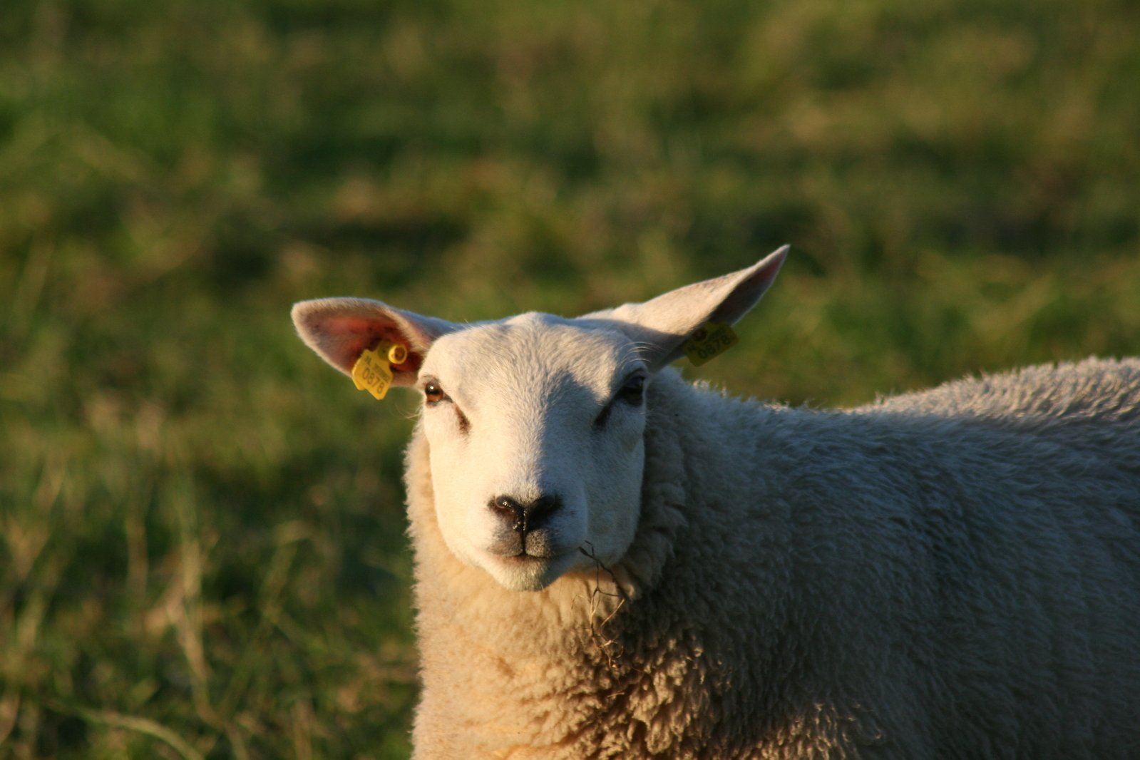 a sheep with a yellow ear tag in the grass