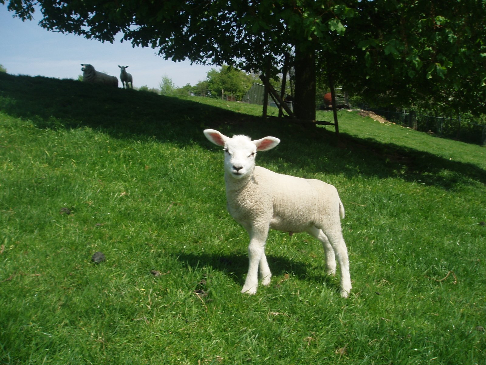 small white sheep standing in a field of grass