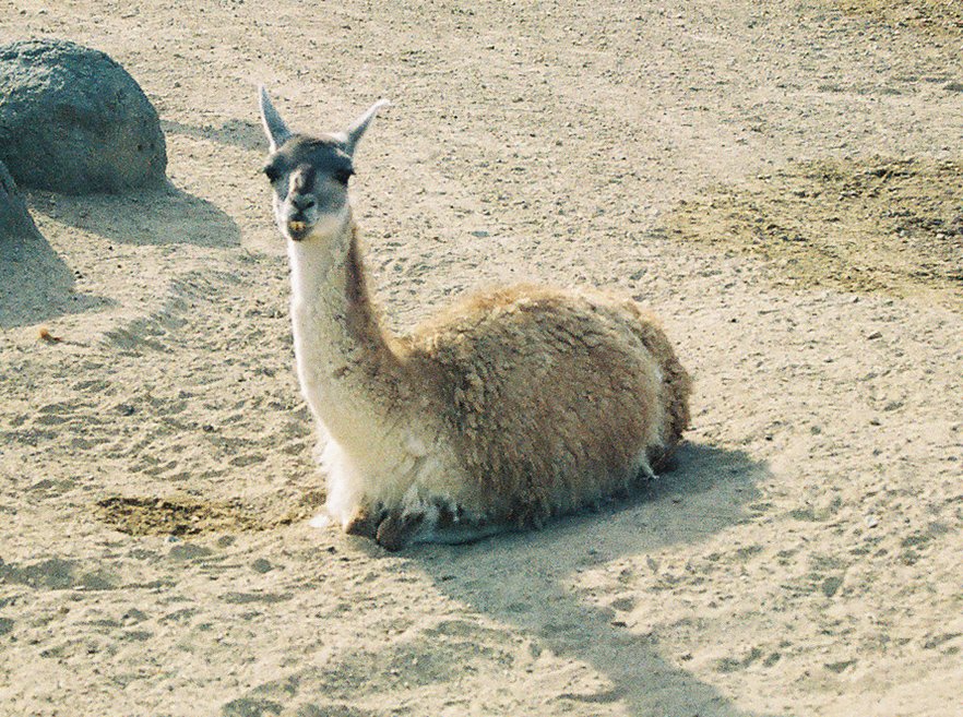 an alpaca is laying down on a sand field