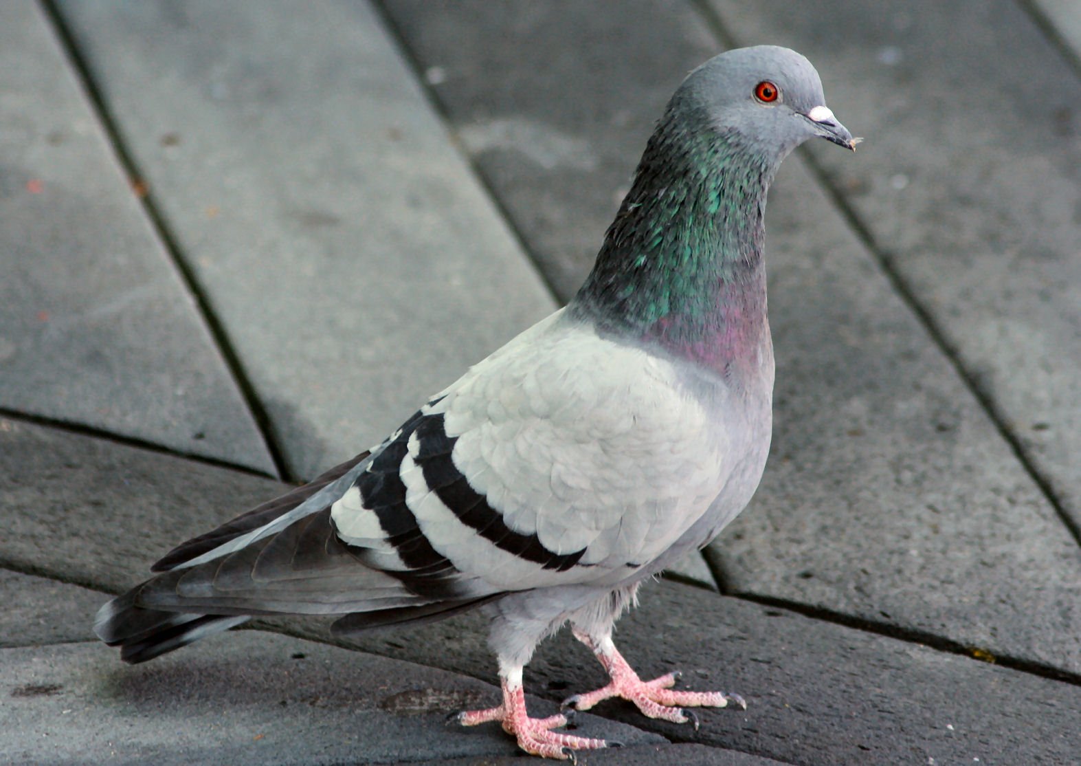 a close up of a pigeon on the ground