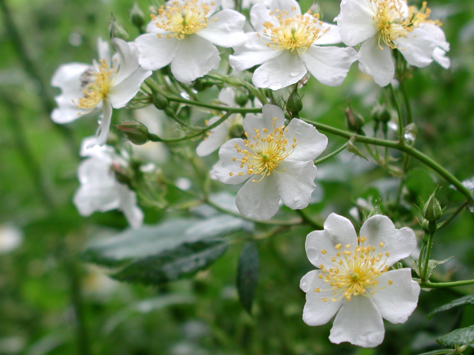 the small white flowers are blooming together on the green plants