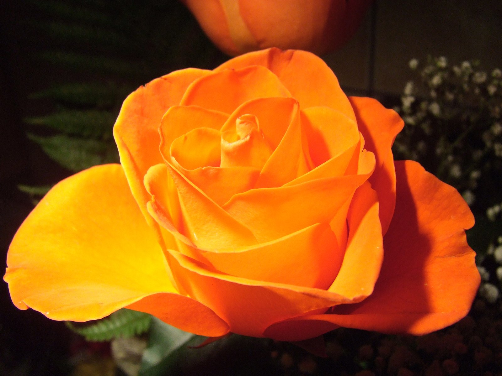 there is a large orange rose in the middle of the picture