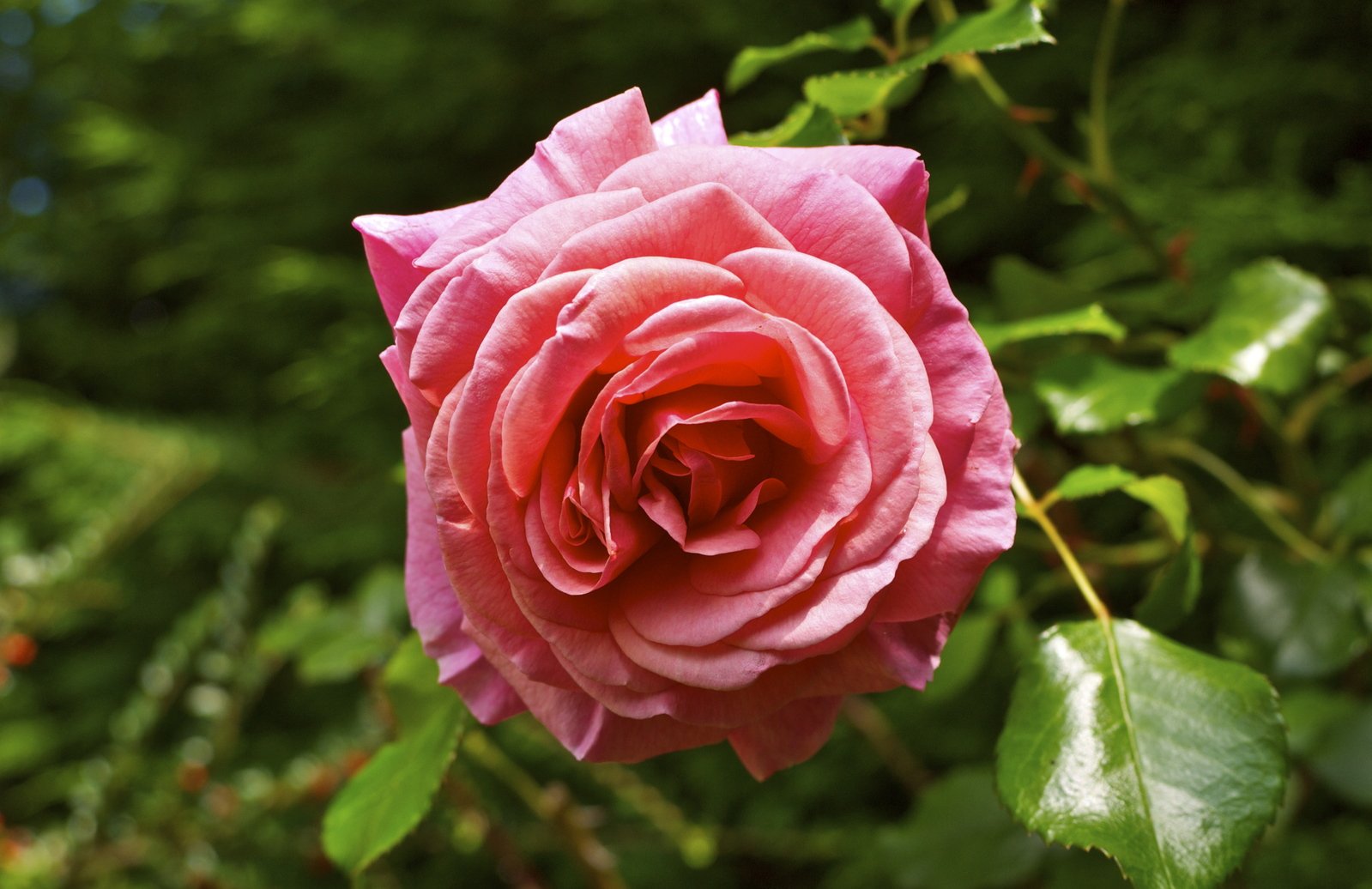 a single rose that is pink and white