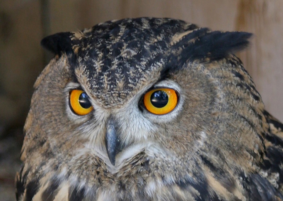 an owl has big orange eyes and is standing by