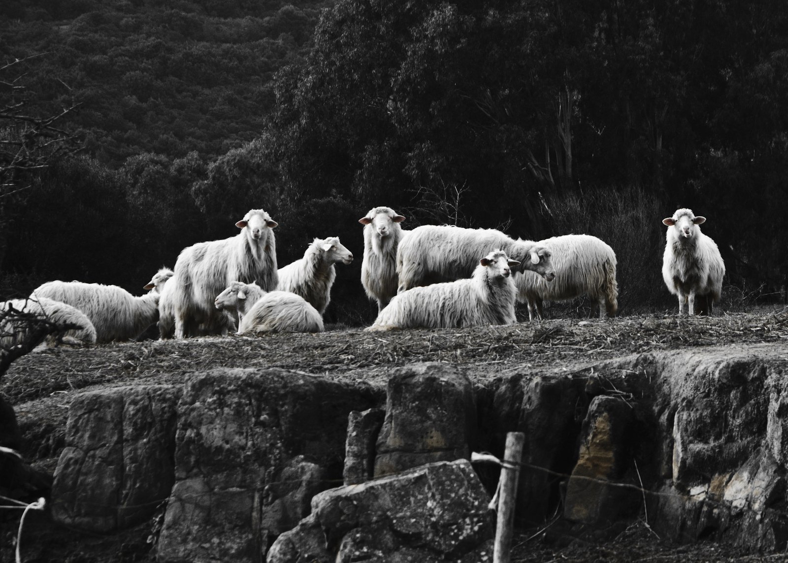 black and white pograph of sheep on the hillside