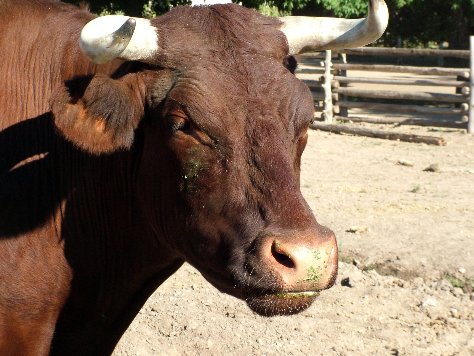 the bull with large horns is looking straight ahead