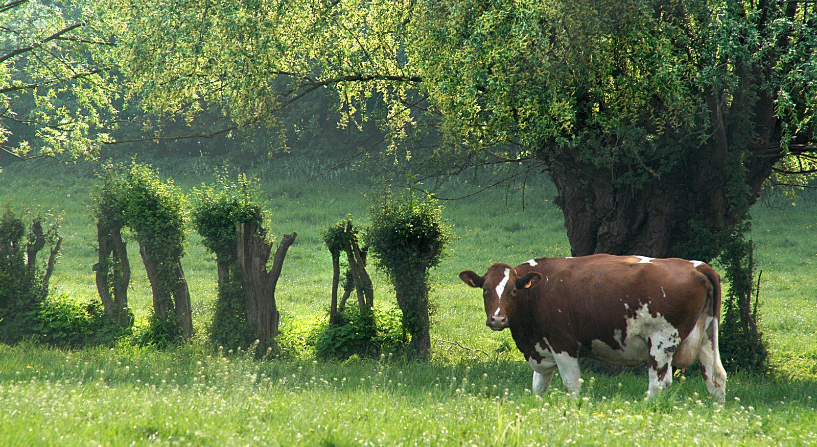 a cow is standing by a grassy pasture
