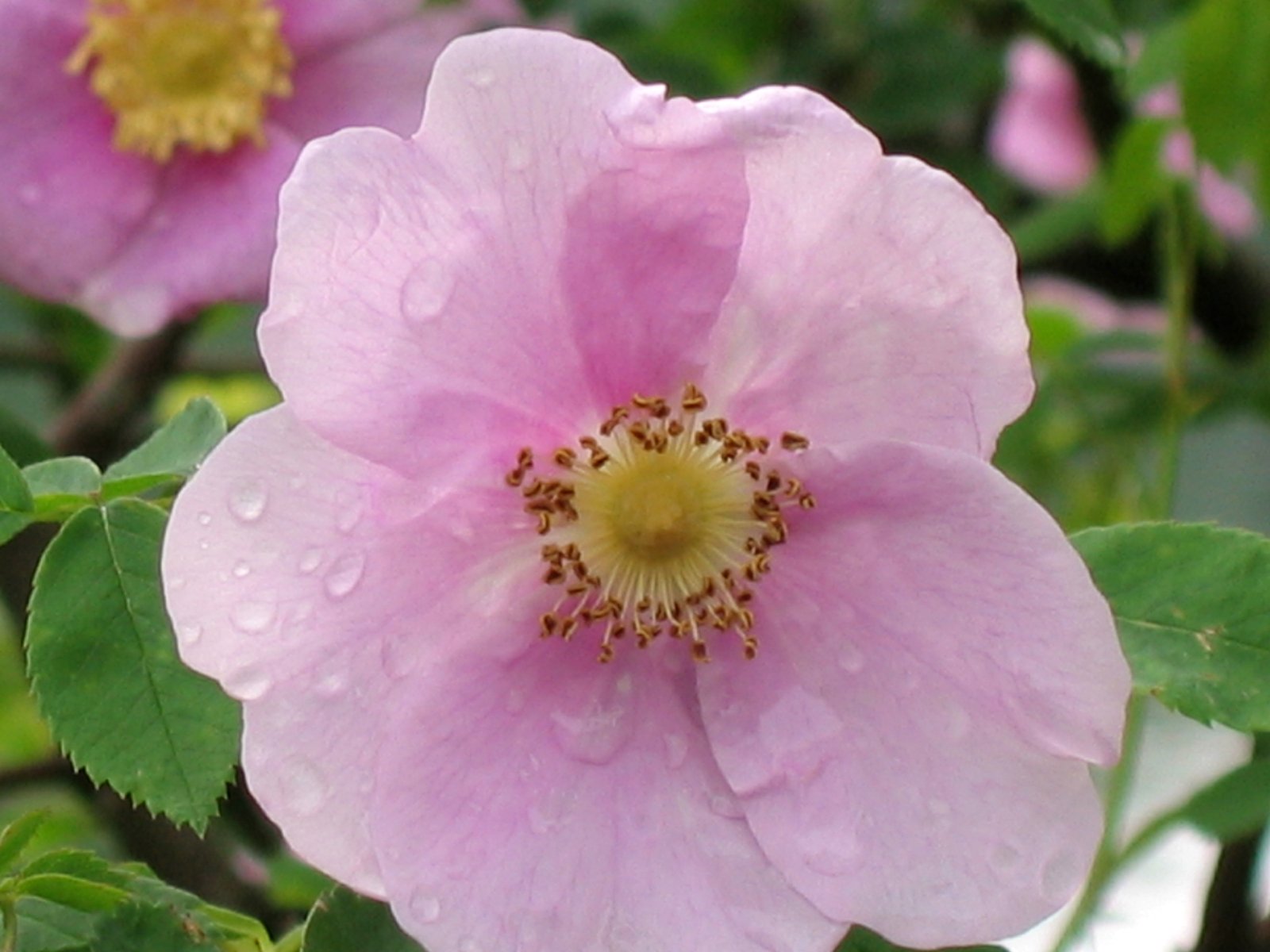a large pink flower with some green leaves