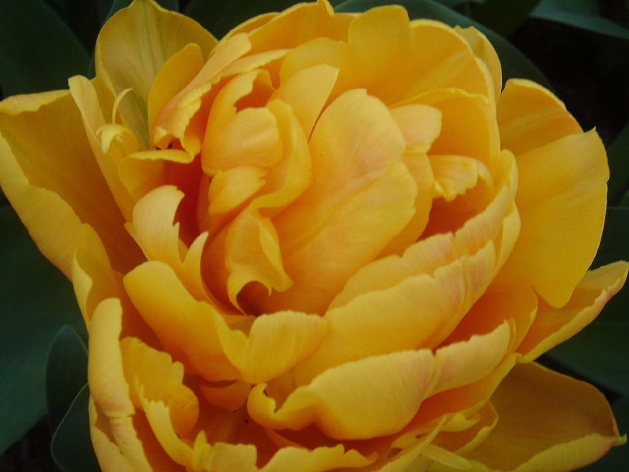 a close up picture of a yellow flower