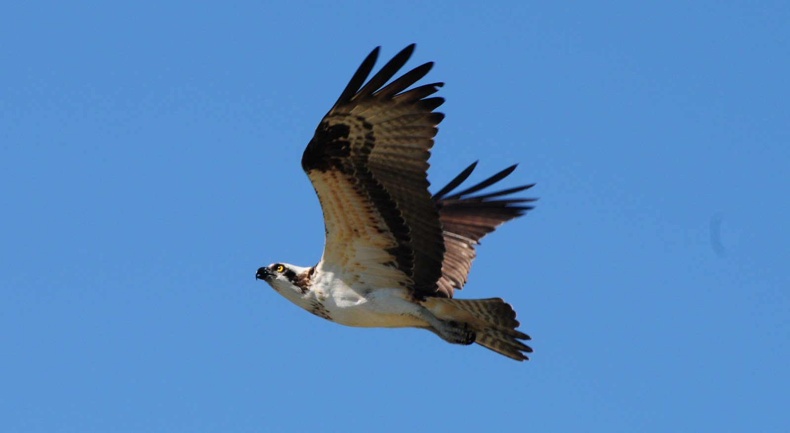 the white and black bird is flying in the sky