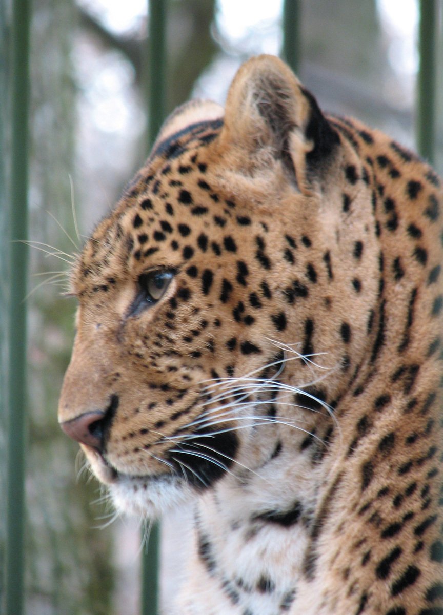 a leopard is standing in an enclosure at the zoo