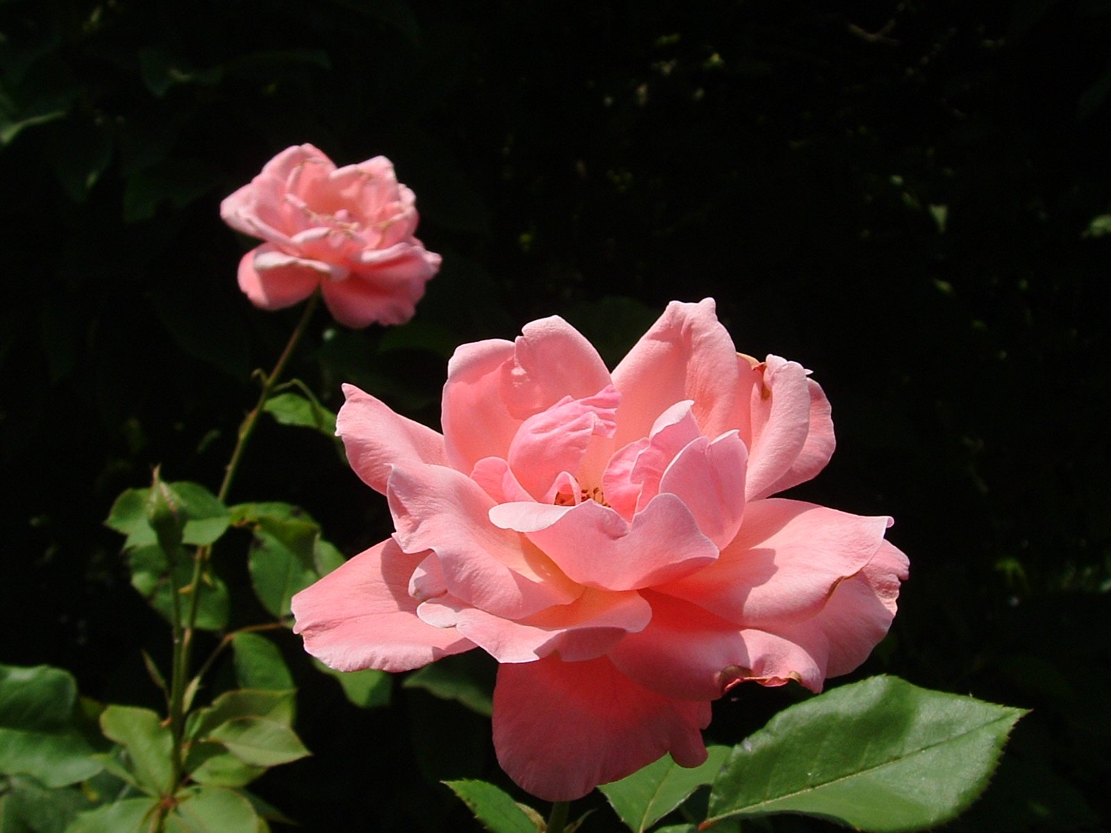 a single pink rose with buds still in flower