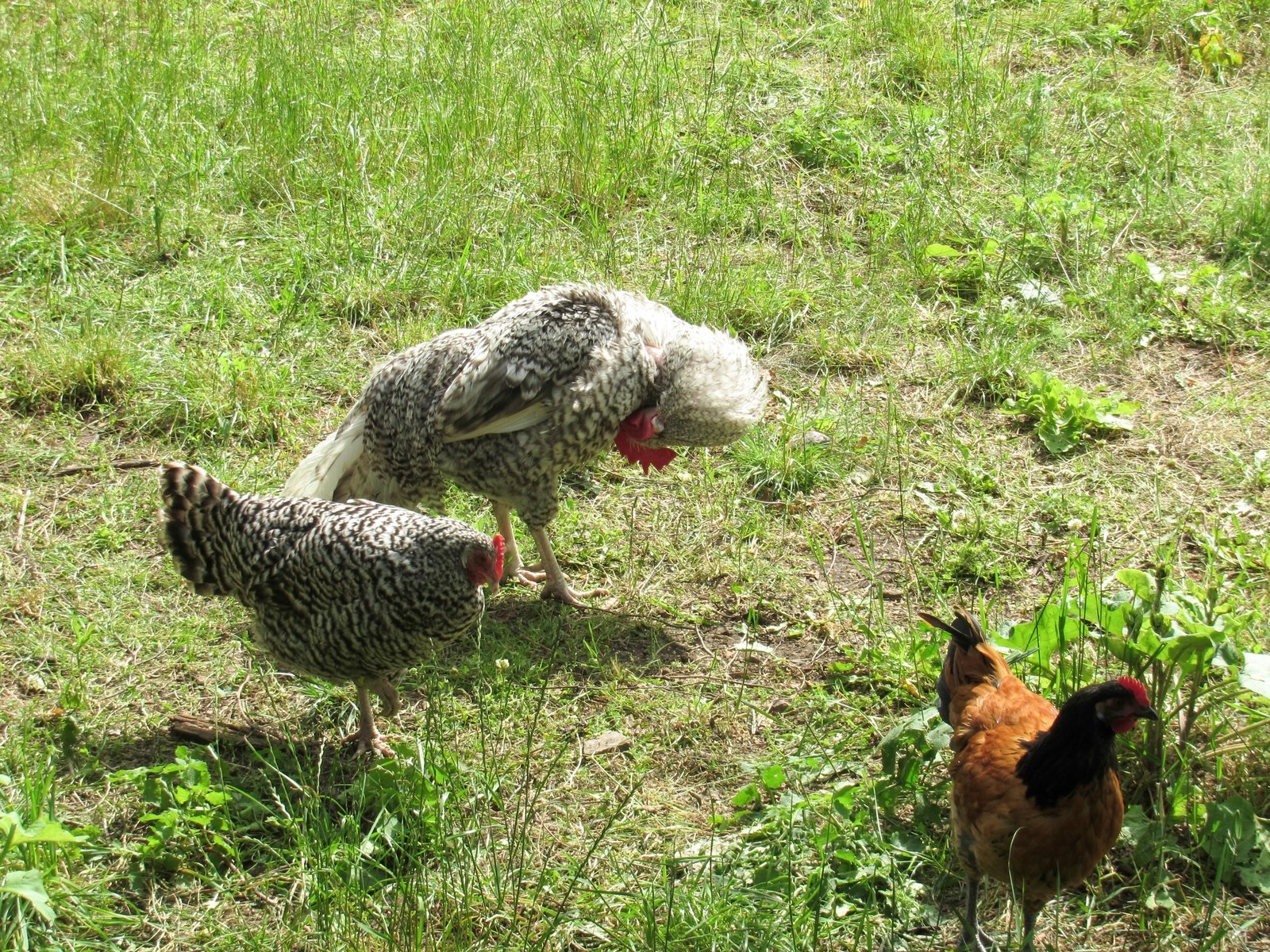 two chickens are standing on the ground looking at each other