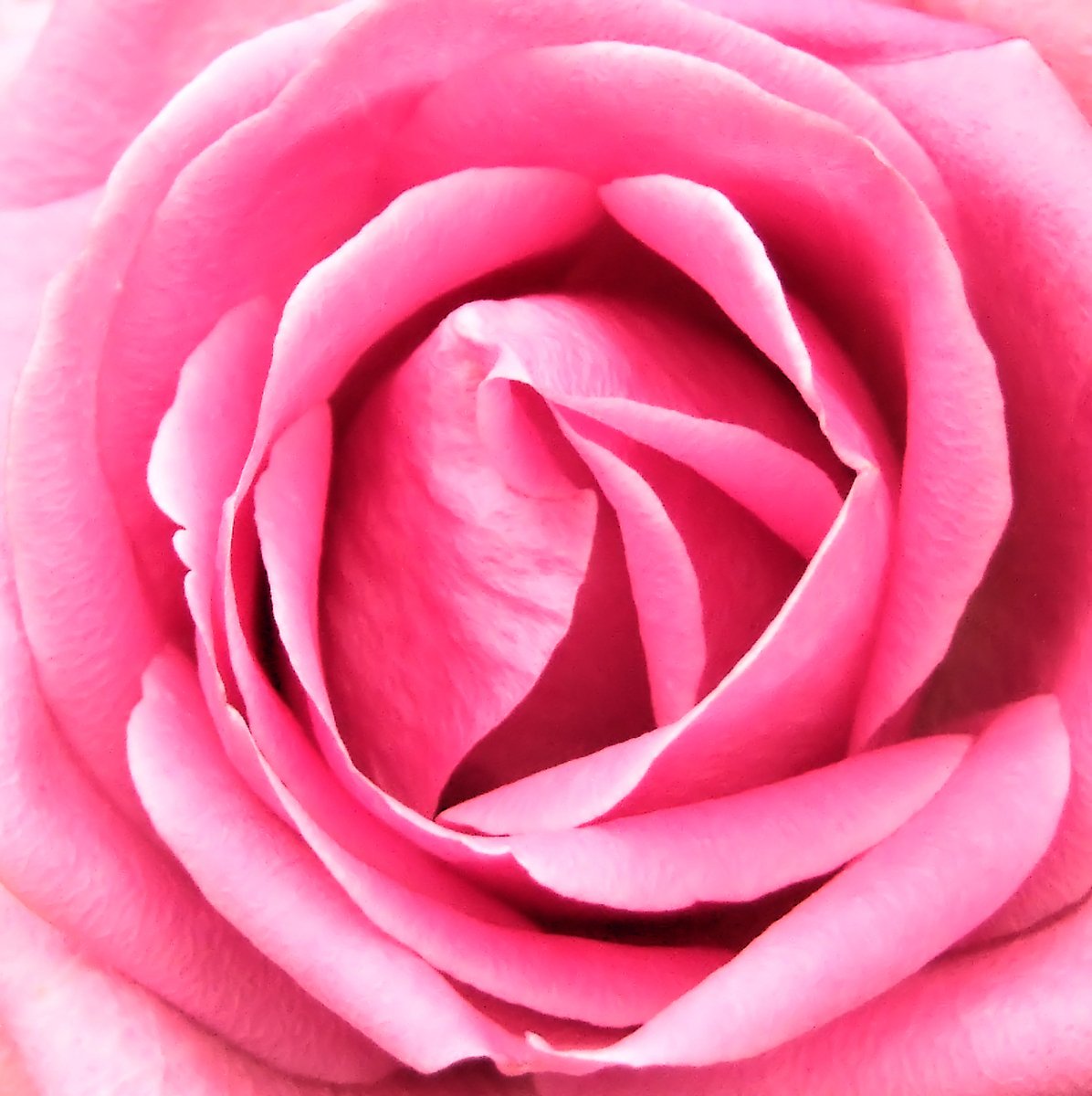 close up s of a pink rose flower