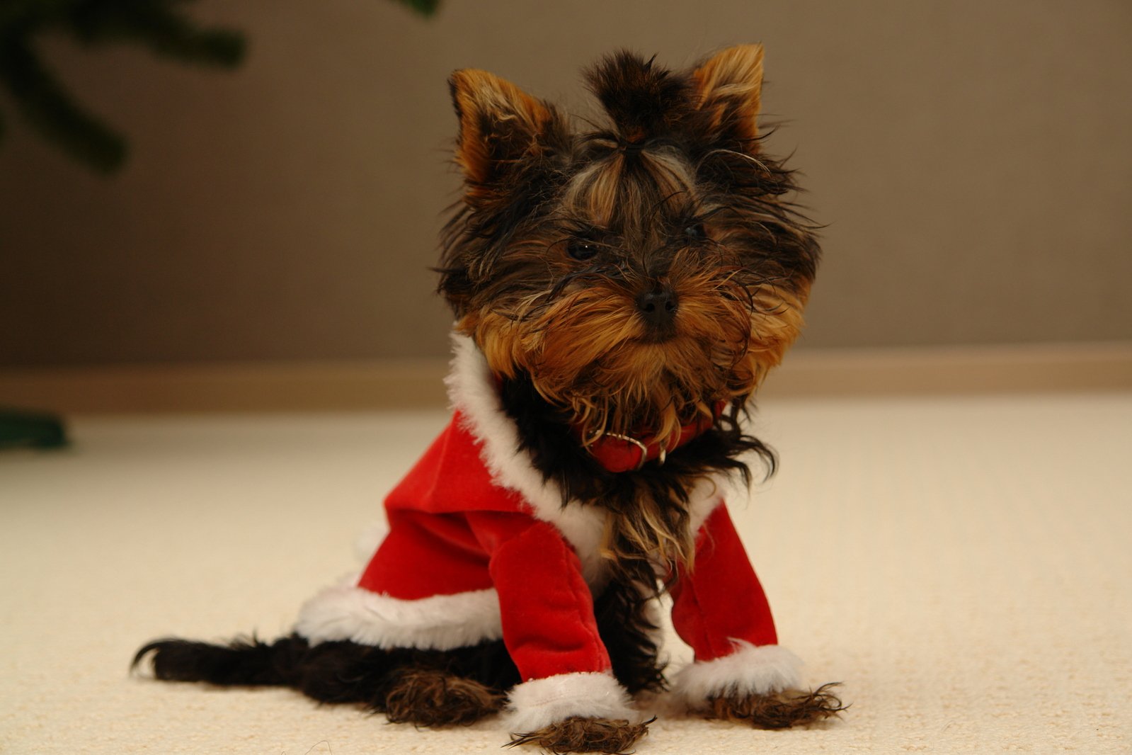 small dog wearing a santa suit sitting on the floor