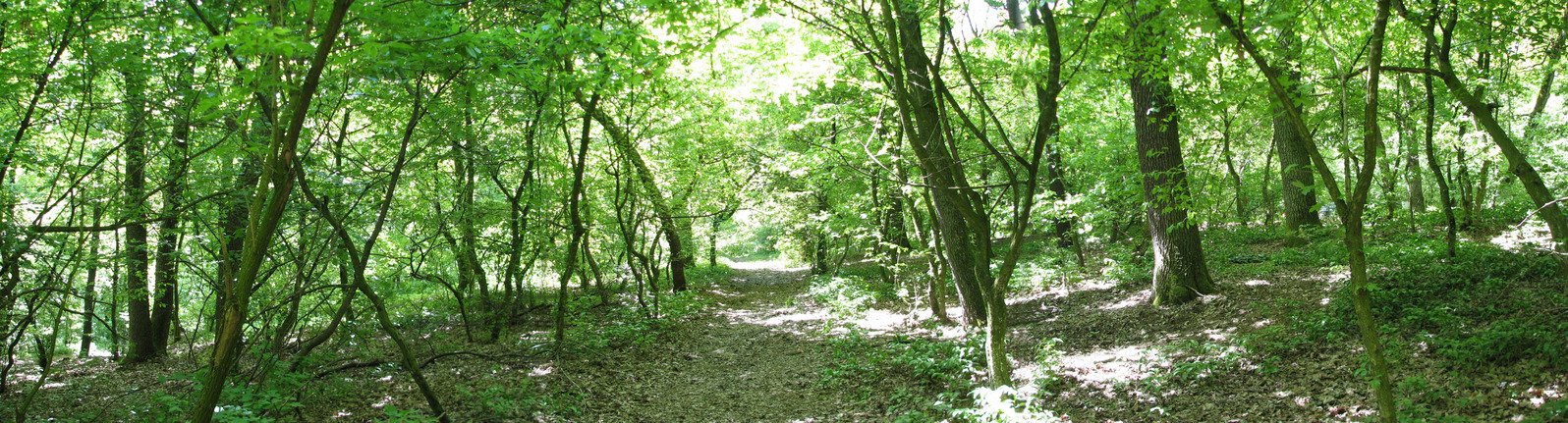the trees are full of green leaves along a trail