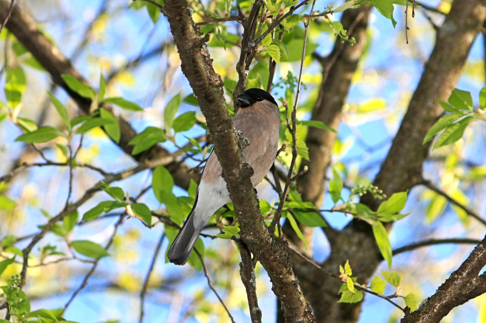there is a small bird perched on the limb of a tree
