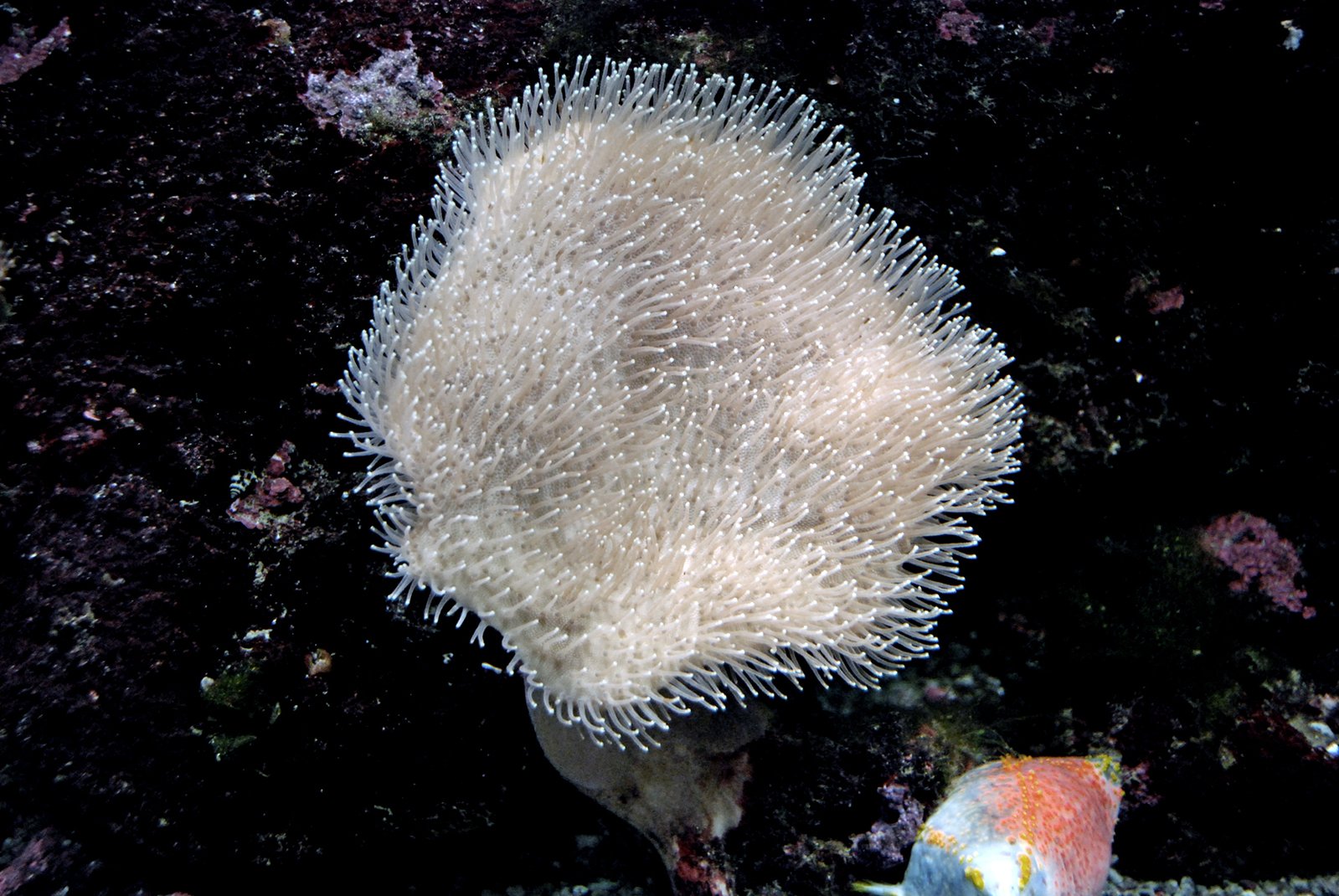 a white substance is sitting on a reef