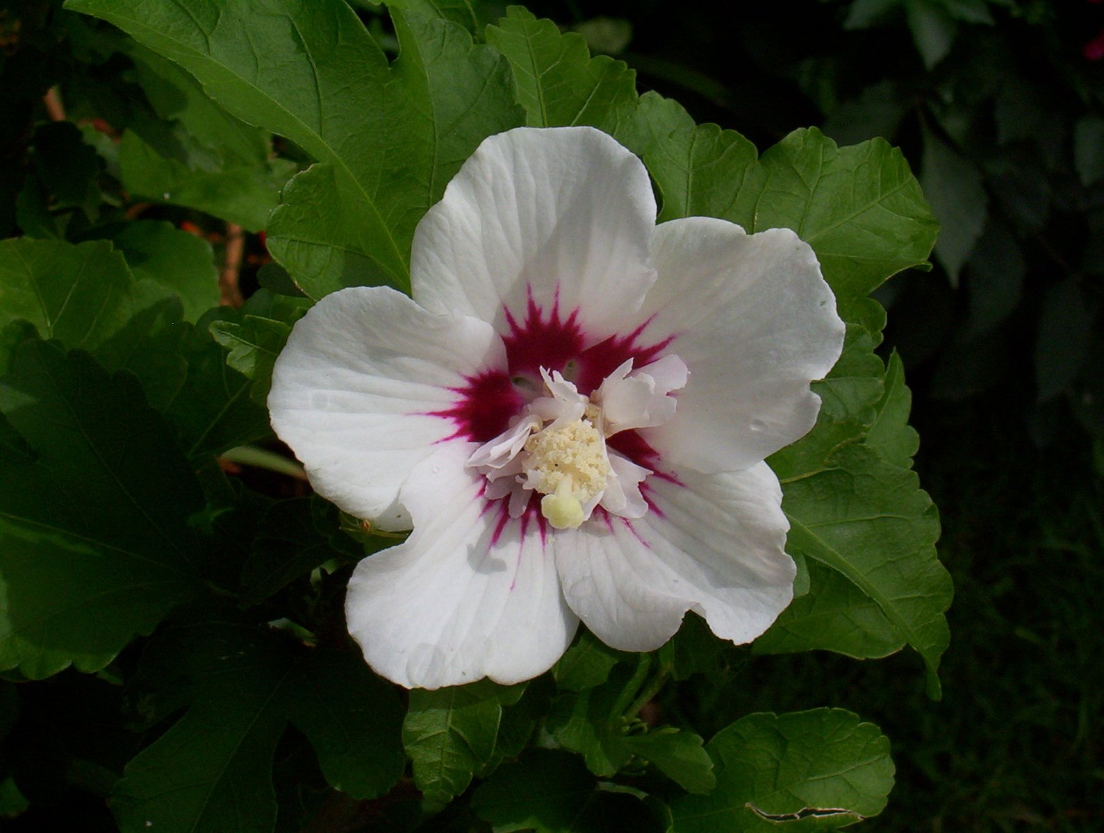 a white and maroon flower that is surrounded by leaves