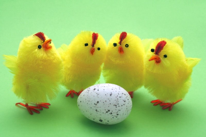 four small chicks stand behind an egg on a green background