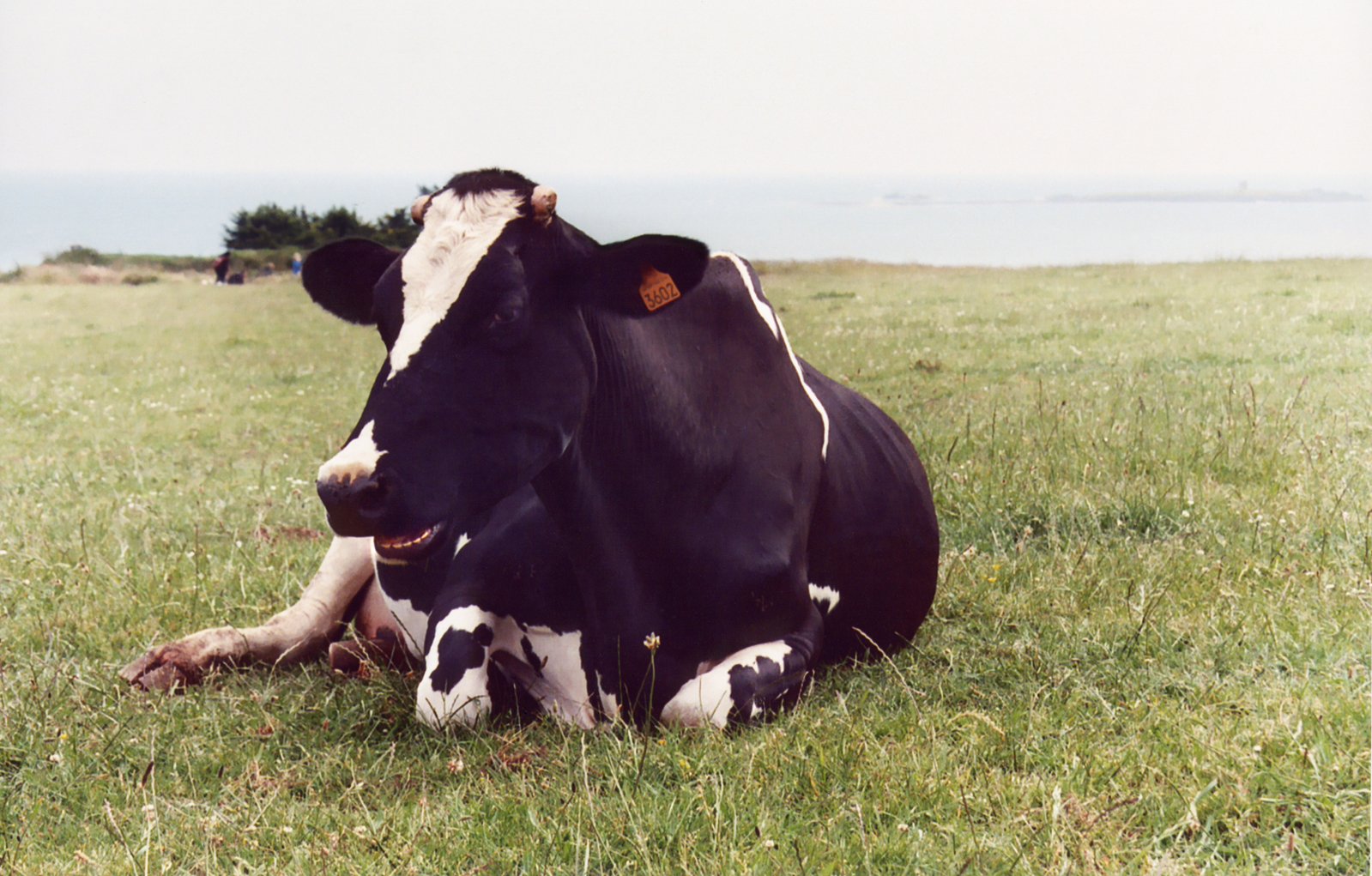 a cow is resting and enjoying it's day in the sun