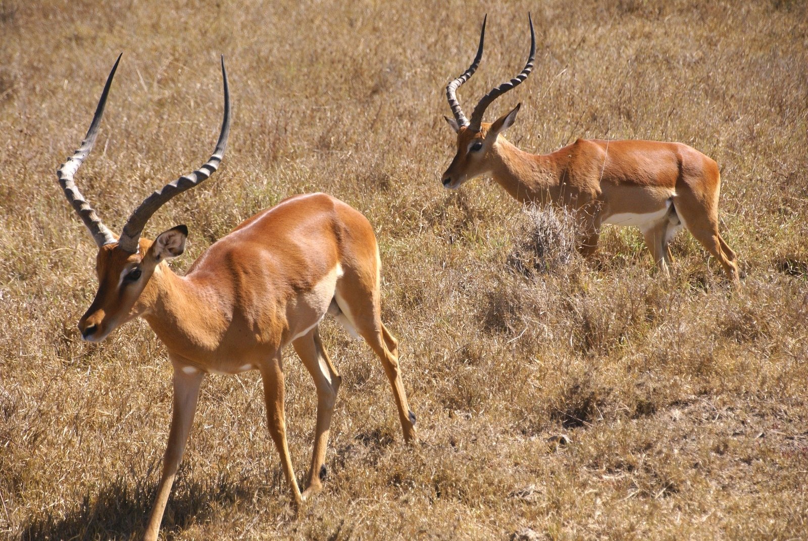 two gazelle standing next to each other in an open field