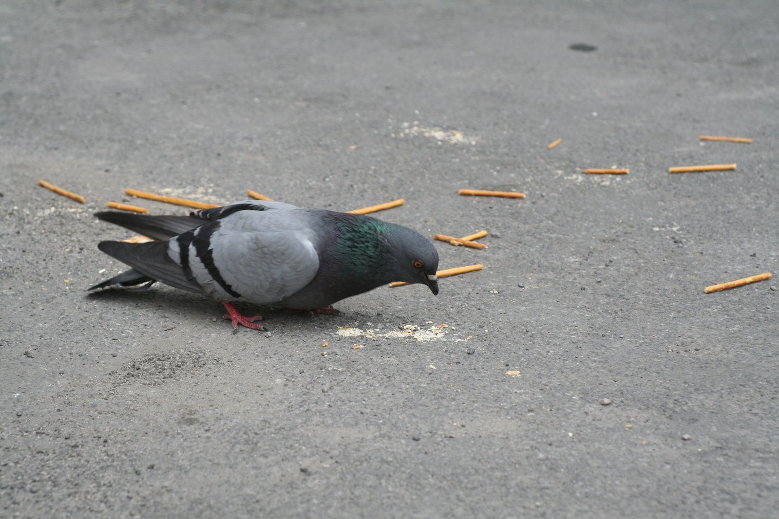 a gray, green and blue bird eating some food