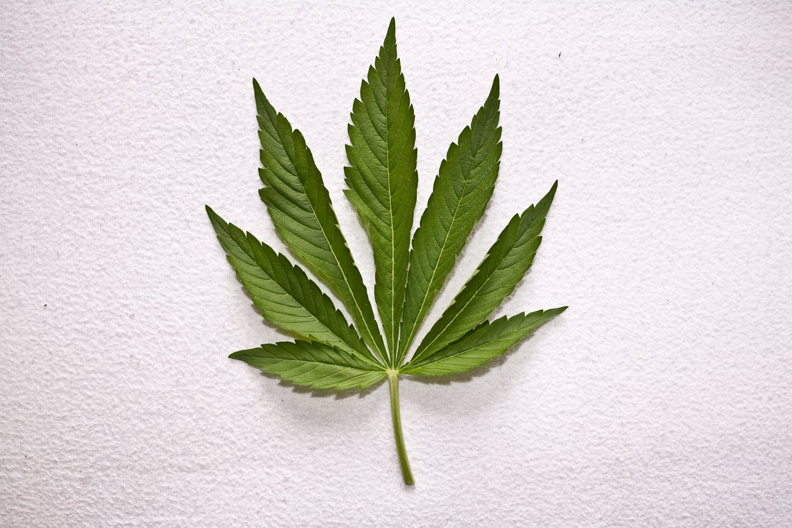 a green marijuana leaf lying on the ground