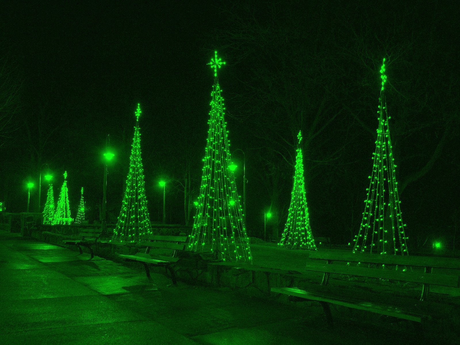 christmas trees are lit up at night and bright green