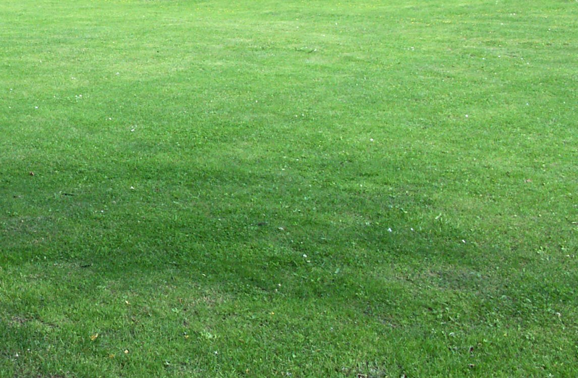 a yellow frisbee in the middle of the green lawn