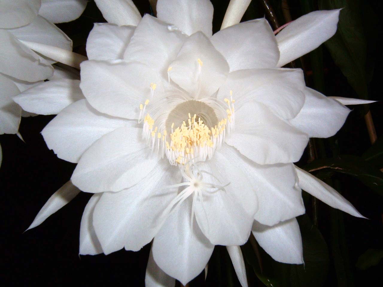 this is a po of a large white flower