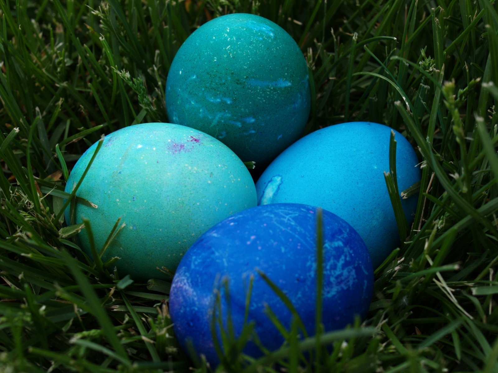 blue and green eggs laying in the grass